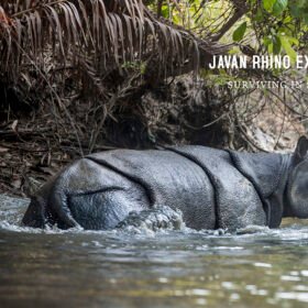 Javan Rhino Expedition cover-buku-javan-rhino-expedition