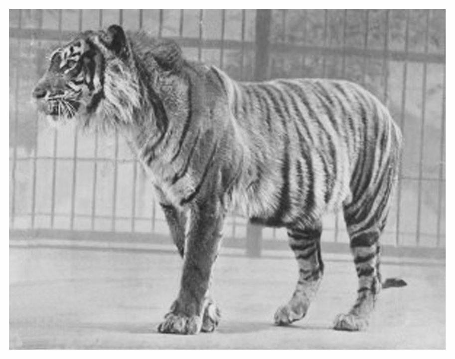 Javan_Tiger_London_Zoo_1942