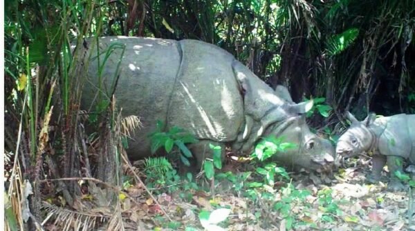 anak-badak-jawa-lahir-di-taman-nasional-ujungkulon