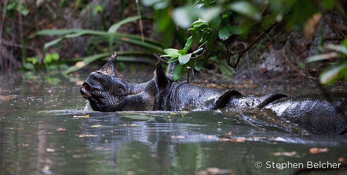 Badak Jawa - Javan Rhino by Stephen Belcher badak jawa by stephen belcher