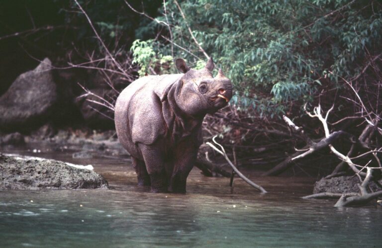 Javan Rhino by Alain Compost