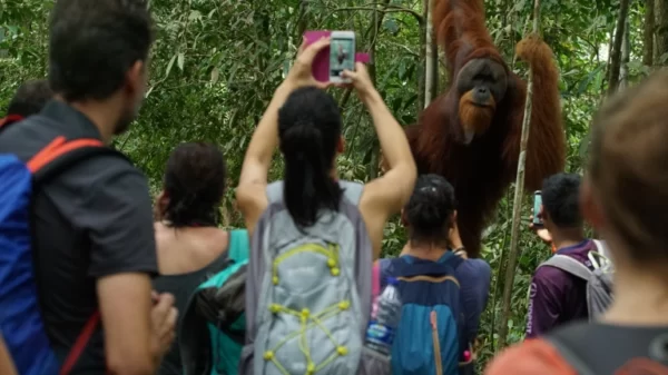 male-orangutan-sumatra