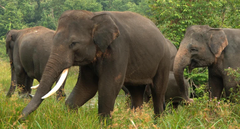 sumatran elephant