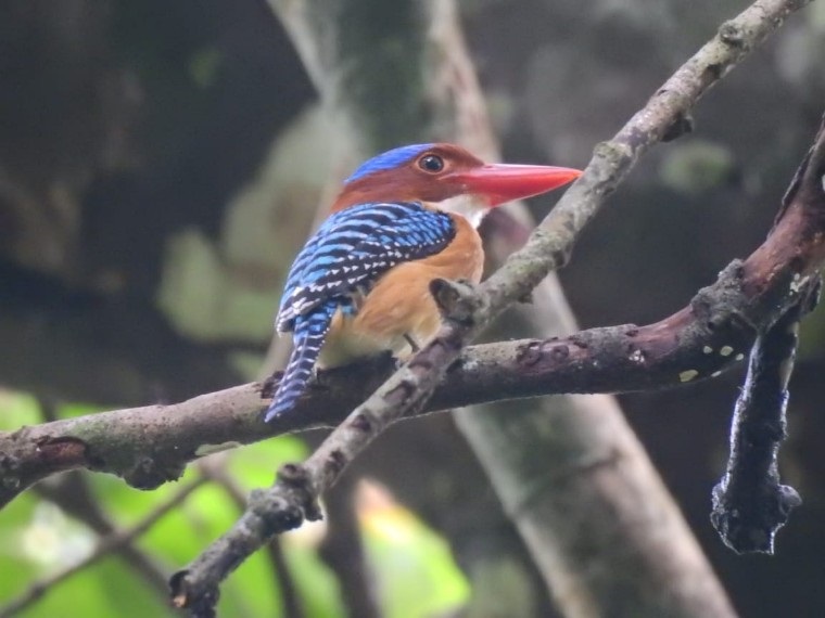 bird watching king fisher