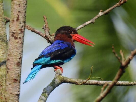 javan kingfisher
