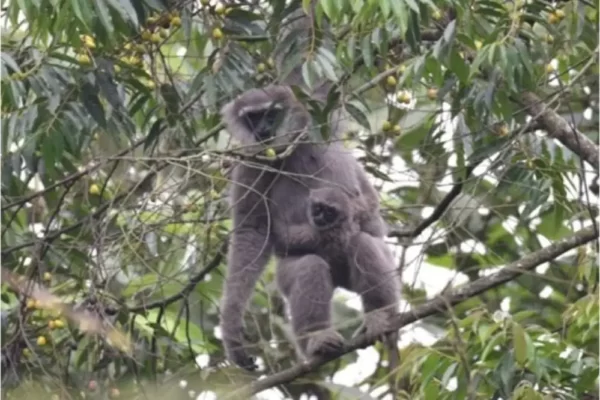 javan gibbon tour