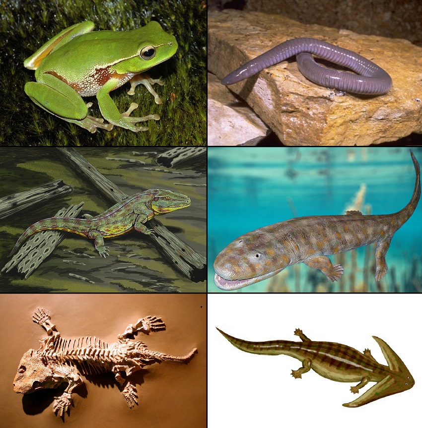Amphibia image
