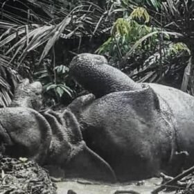 Javan rhinos, once thought safe from poachers, are anything but javan rhino dead