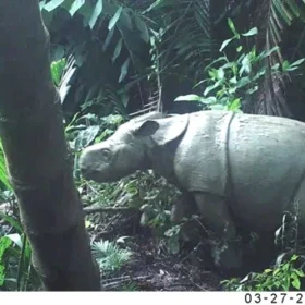 A Javan Rhino Calf Caught on Camera This Month javan-rhino-calf-caught-on-camera