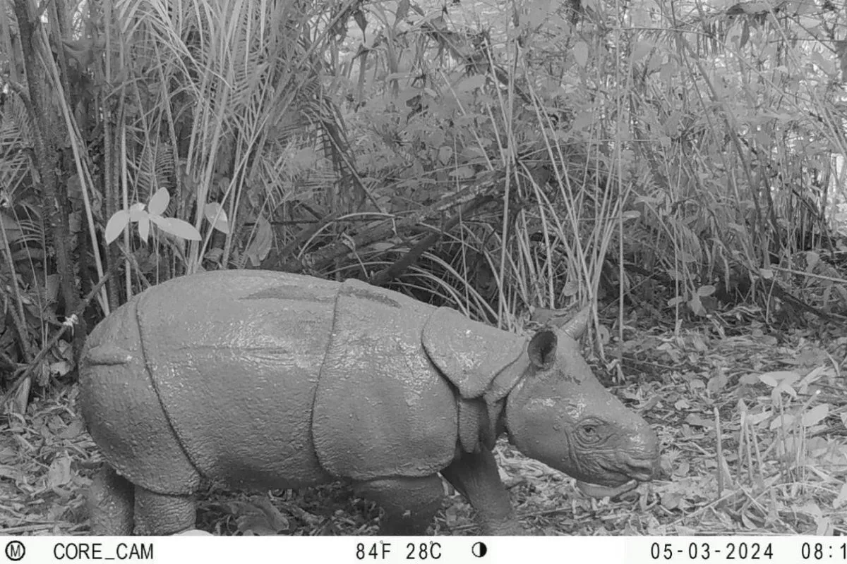 A newborn Javan rhino captured in a camera trap translocation of javan rhino