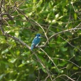 Image Gunung Gede Birding Tour 3 Days 2 Night Cerulean Kingfisher