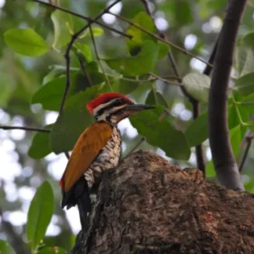 Image Gunung Gede Birding Tour 3 Days 2 Night Common flameback (Dinopium javanense)