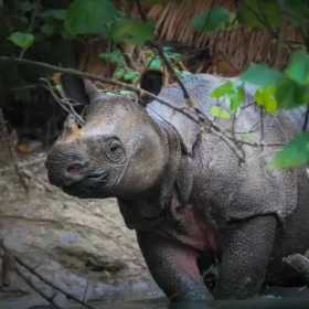 Biobank Program to Save Critically Endangered Javan Rhino javan rhino