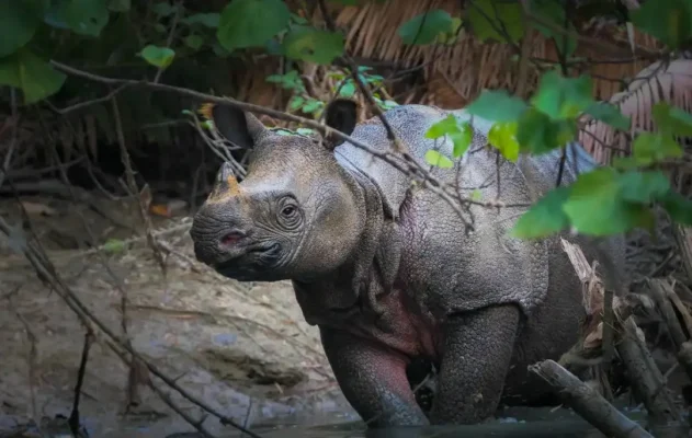 javan rhino