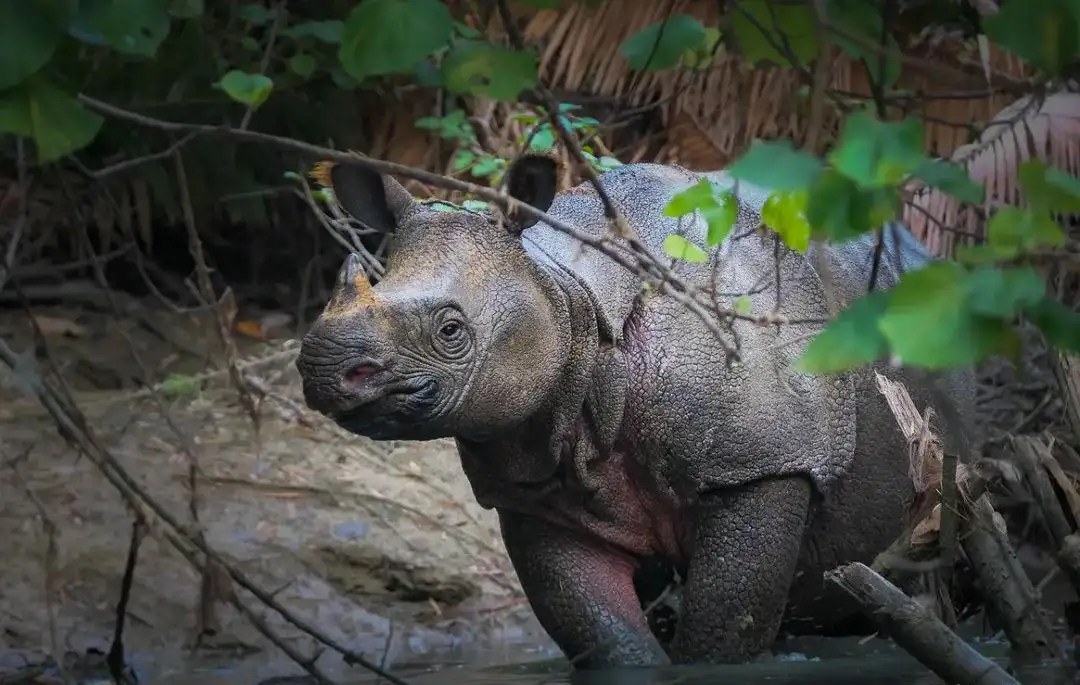 javan rhino