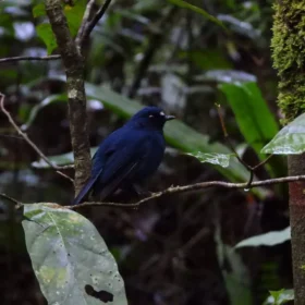 Image Gunung Gede Birding Tour 3 Days 2 Night Javan Sunda blue robin (Myiomela diana)