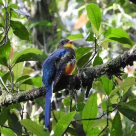 Image Gunung Gede Birding Tour 3 Days 2 Night Javan Trogon Luntur Jawa Apalharpactes reinwardtii
