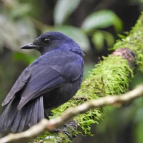 Image Gunung Gede Birding Tour 3 Days 2 Night Javan whistling thrush Myophonus glaucinus