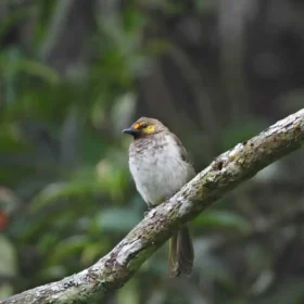 Image Gunung Gede Birding Tour 3 Days 2 Night Orange-spotted bulbul (Pycnonotus bimaculatus)