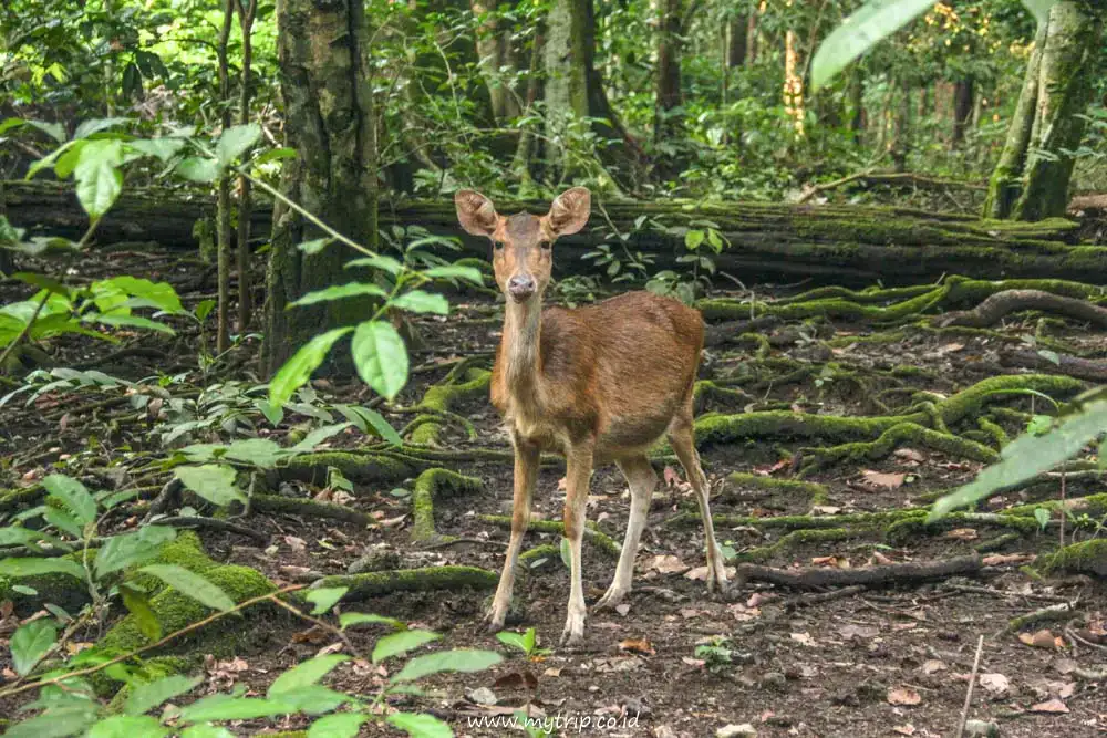 Image Handeuleum Island Rusa Deer image