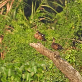 Image Gunung Gede Birding Tour 3 Days 2 Night Sunda Teal