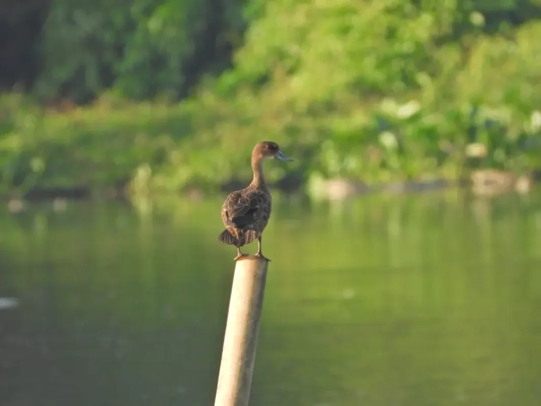 Sunda teal (Anas gibberifrons) Sunda teal (Anas gibberifrons)