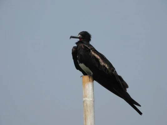 Image Muara Angke Birding Tour Christmas Fregatebird (Fregata andrewsi)