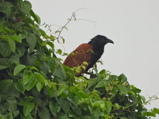 Image Muara Angke Birding Tour Javan Coucal (Centropus nigrorufus)
