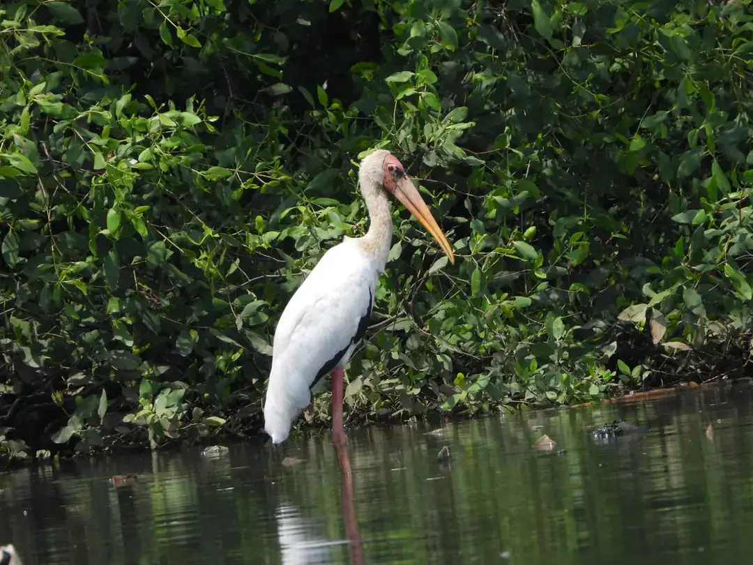 Image Muara Angke Birding Tour Milky Stork (Mycteria cinerea)