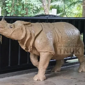 Image The Javan Rhino Musofa Died, Here's the Cause of Death musofa badak