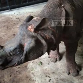 Image The Javan Rhino Musofa Died, Here's the Cause of Death Musofa Rhino 06 11 2025 image