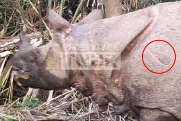 Image The Javan Rhino Musofa Died, Here's the Cause of Death Musofa Rhino 10 10 2025 image