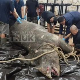 The Javan Rhino Musofa Died, Here's the Cause of Death musofa is dead