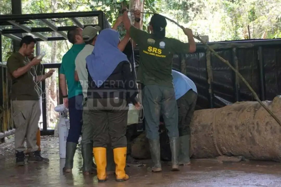 Image The Javan Rhino Musofa Died, Here's the Cause of Death Musofa Rhino Emergency Care 07 11 2025 image