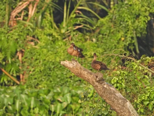 Image Muara Angke Birding Tour sunda teal